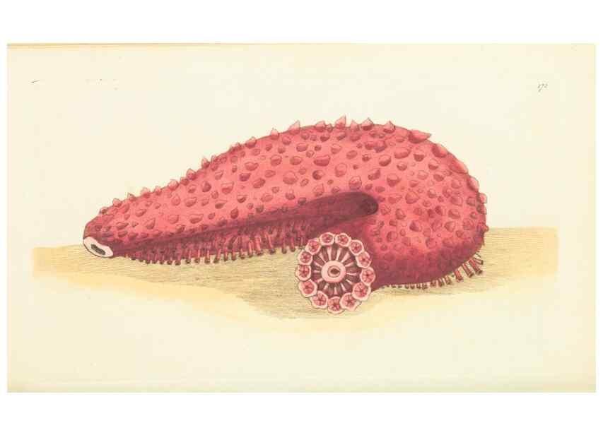 Reproducción/Reproduction 30107037643: The naturalist's miscellany, or Coloured figures of natural objects. London :Printed for Nodder & Co.,1789-1813