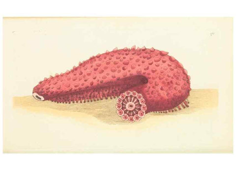 Reproducción/Reproduction 30107037643: The naturalist's miscellany, or Coloured figures of natural objects. London :Printed for Nodder & Co.,1789-1813