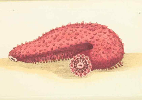 Reproducción/Reproduction 30107037643: The naturalist's miscellany, or Coloured figures of natural objects. London :Printed for Nodder & Co.,1789-1813