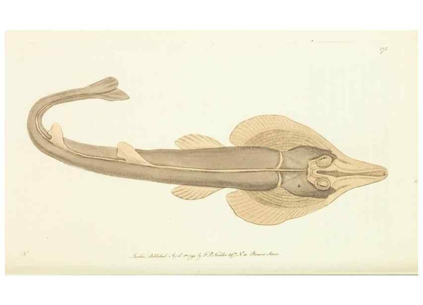 Reproducción/Reproduction 30441978200: The naturalist's miscellany, or Coloured figures of natural objects. London :Printed for Nodder & Co.,1789-1813