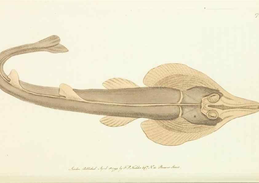 Reproducción/Reproduction 30441978200: The naturalist's miscellany, or Coloured figures of natural objects. London :Printed for Nodder & Co.,1789-1813