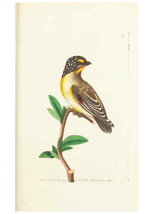 Reproducción/Reproduction 30625769822: The naturalist's miscellany, or Coloured figures of natural objects. London :Printed for Nodder & Co.,1789-1813