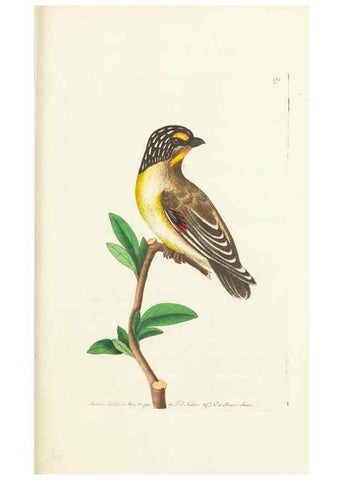 Reproducción/Reproduction 30625769822: The naturalist's miscellany, or Coloured figures of natural objects. London :Printed for Nodder & Co.,1789-1813