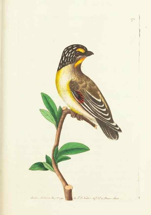 Reproducción/Reproduction 30625769822: The naturalist's miscellany, or Coloured figures of natural objects. London :Printed for Nodder & Co.,1789-1813