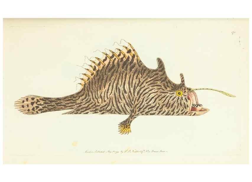 Reproducción/Reproduction 30625771112: The naturalist's miscellany, or Coloured figures of natural objects. London :Printed for Nodder & Co.,1789-1813