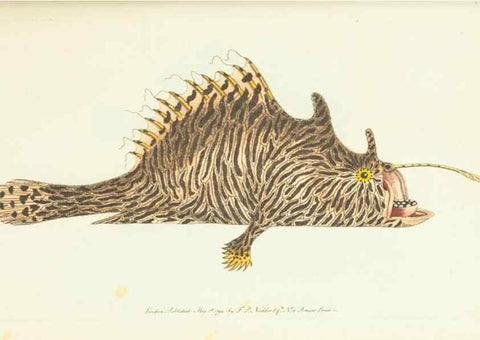 Reproducción/Reproduction 30625771112: The naturalist's miscellany, or Coloured figures of natural objects. London :Printed for Nodder & Co.,1789-1813