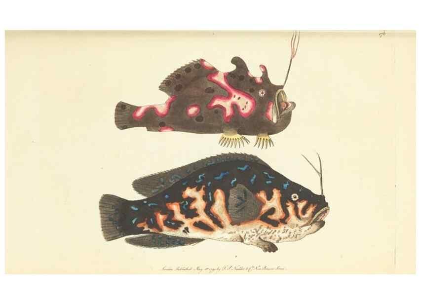 Reproducción/Reproduction 30625773632: The naturalist's miscellany, or Coloured figures of natural objects. London :Printed for Nodder & Co.,1789-1813