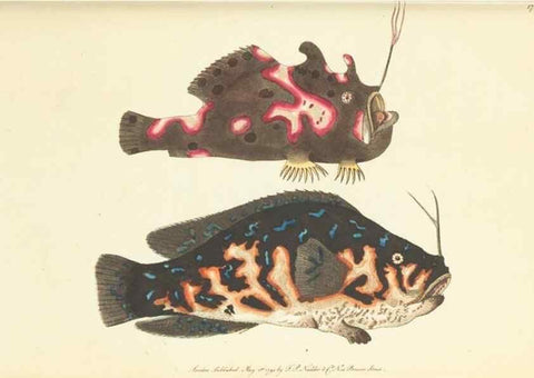 Reproducción/Reproduction 30625773632: The naturalist's miscellany, or Coloured figures of natural objects. London :Printed for Nodder & Co.,1789-1813