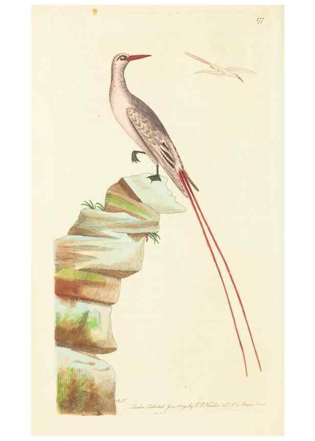 Reproducción/Reproduction 30625774662: The naturalist's miscellany, or Coloured figures of natural objects. London :Printed for Nodder & Co.,1789-1813