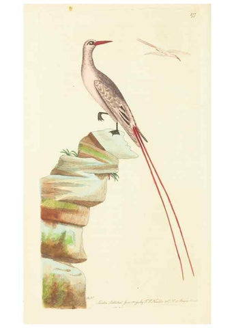 Reproducción/Reproduction 30625774662: The naturalist's miscellany, or Coloured figures of natural objects. London :Printed for Nodder & Co.,1789-1813