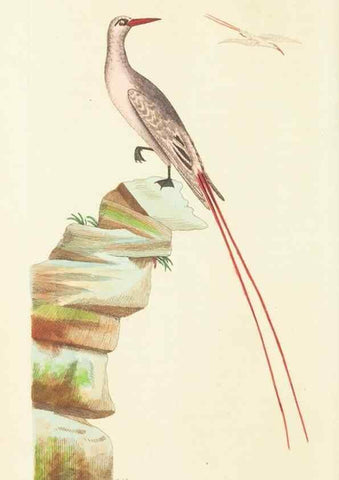 Reproducción/Reproduction 30625774662: The naturalist's miscellany, or Coloured figures of natural objects. London :Printed for Nodder & Co.,1789-1813