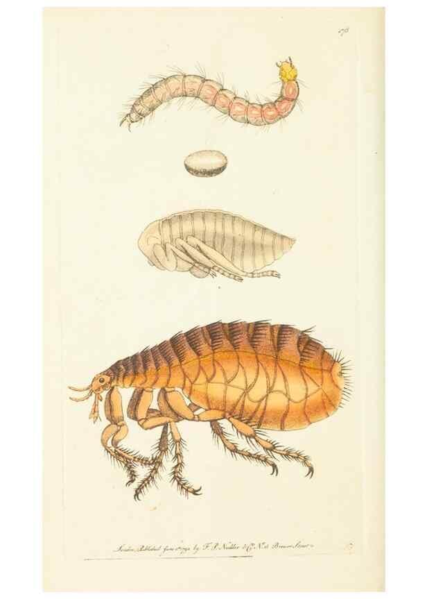 Reproducción/Reproduction 30107052833: The naturalist's miscellany, or Coloured figures of natural objects. London :Printed for Nodder & Co.,1789-1813