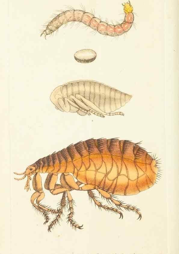 Reproducción/Reproduction 30107052833: The naturalist's miscellany, or Coloured figures of natural objects. London :Printed for Nodder & Co.,1789-1813