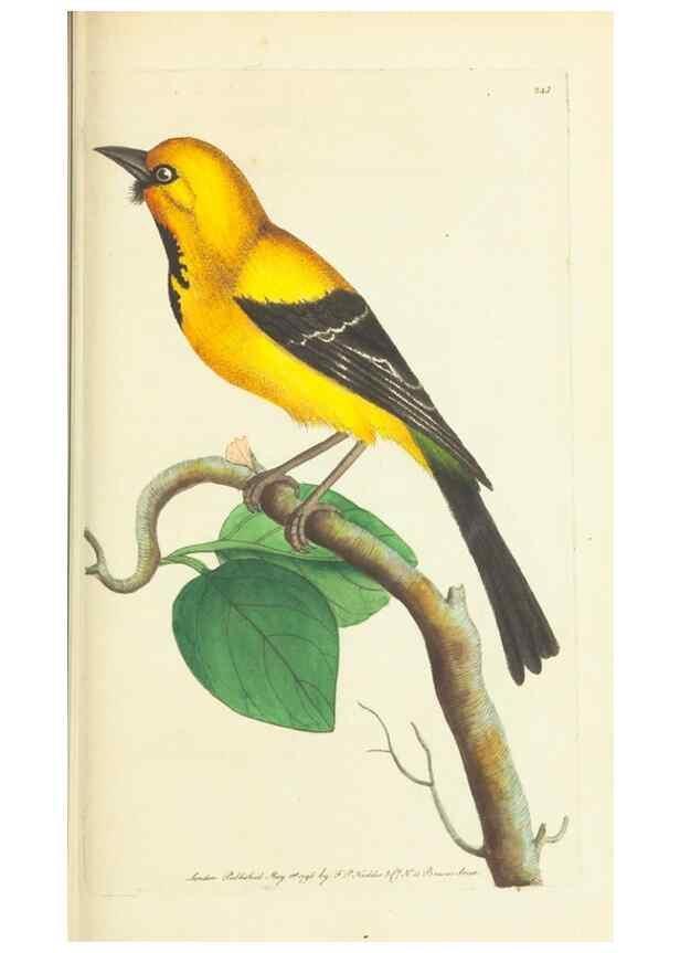 Reproducción/Reproduction 30743214245: The naturalist's miscellany, or Coloured figures of natural objects. London :Printed for Nodder & Co.,1789-1813
