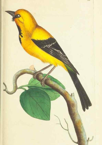 Reproducción/Reproduction 30743214245: The naturalist's miscellany, or Coloured figures of natural objects. London :Printed for Nodder & Co.,1789-1813