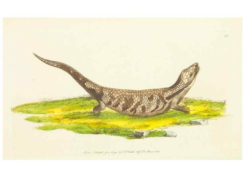 Reproducción/Reproduction 30441988340: The naturalist's miscellany, or Coloured figures of natural objects. London :Printed for Nodder & Co.,1789-1813
