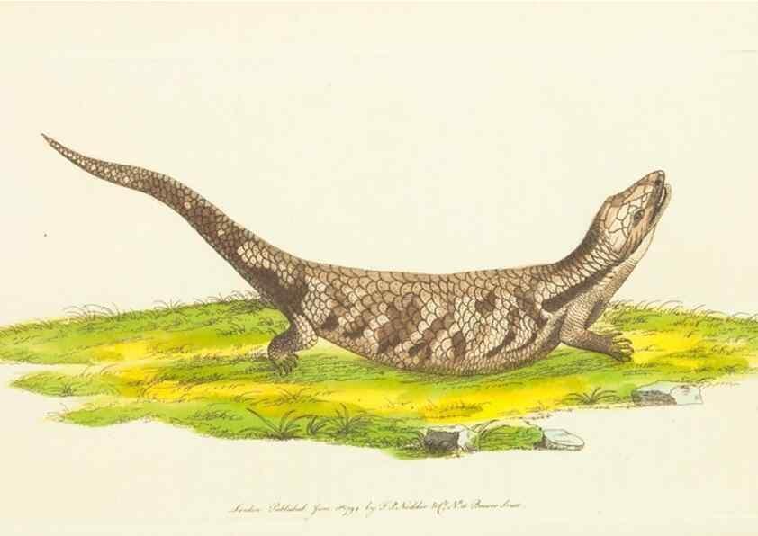 Reproducción/Reproduction 30441988340: The naturalist's miscellany, or Coloured figures of natural objects. London :Printed for Nodder & Co.,1789-1813