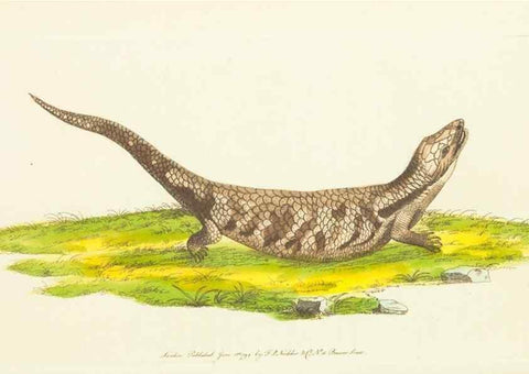 Reproducción/Reproduction 30441988340: The naturalist's miscellany, or Coloured figures of natural objects. London :Printed for Nodder & Co.,1789-1813