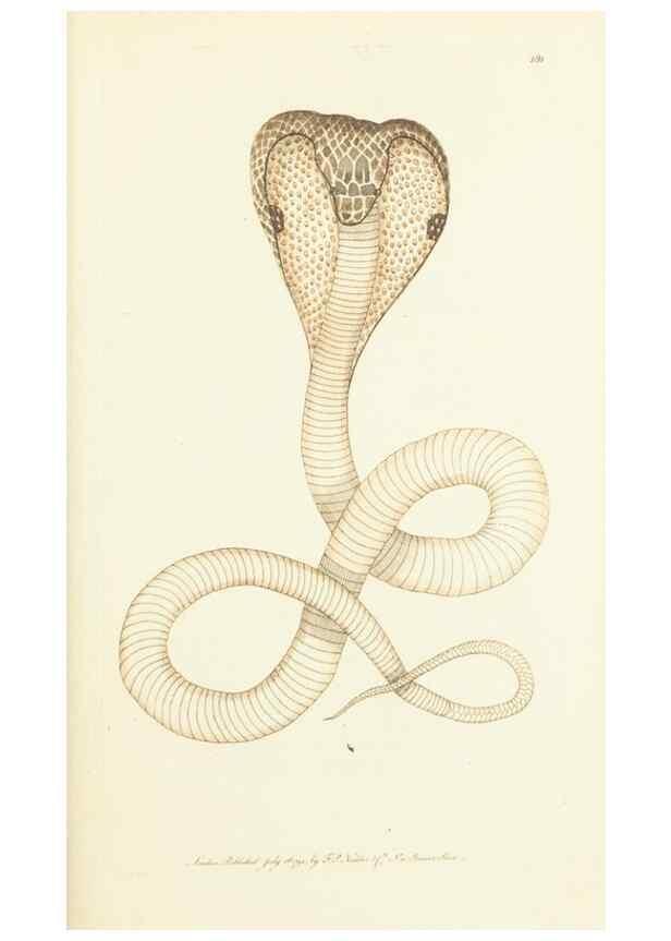 Reproducción/Reproduction 30742464555: The naturalist's miscellany, or Coloured figures of natural objects. London :Printed for Nodder & Co.,1789-1813