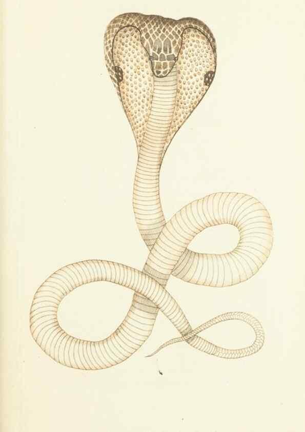 Reproducción/Reproduction 30742464555: The naturalist's miscellany, or Coloured figures of natural objects. London :Printed for Nodder & Co.,1789-1813