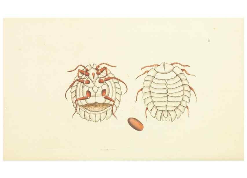 Reproducción/Reproduction 30742466375: The naturalist's miscellany, or Coloured figures of natural objects. London :Printed for Nodder & Co.,1789-1813