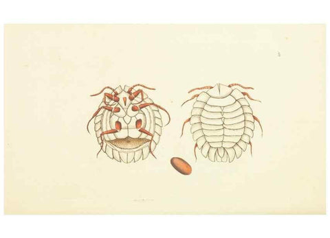 Reproducción/Reproduction 30742466375: The naturalist's miscellany, or Coloured figures of natural objects. London :Printed for Nodder & Co.,1789-1813