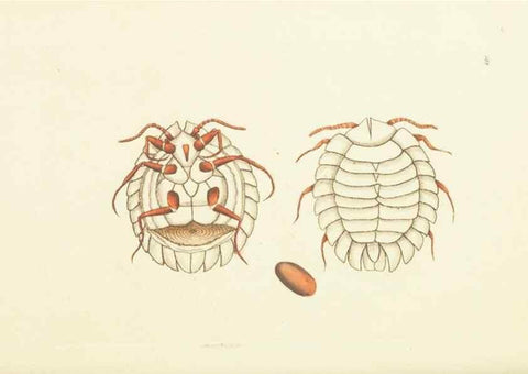 Reproducción/Reproduction 30742466375: The naturalist's miscellany, or Coloured figures of natural objects. London :Printed for Nodder & Co.,1789-1813