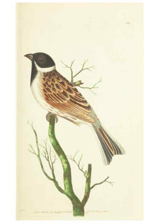 Reproducción/Reproduction 30111053944: The naturalist's miscellany, or Coloured figures of natural objects. London :Printed for Nodder & Co.,1789-1813