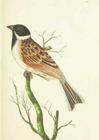 Reproducción/Reproduction 30111053944: The naturalist's miscellany, or Coloured figures of natural objects. London :Printed for Nodder & Co.,1789-1813