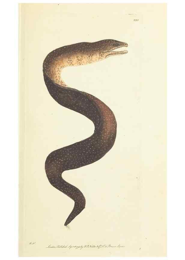 Reproducción/Reproduction 30743168645: The naturalist's miscellany, or Coloured figures of natural objects. London :Printed for Nodder & Co.,1789-1813