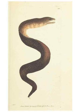 Reproducción/Reproduction 30743168645: The naturalist's miscellany, or Coloured figures of natural objects. London :Printed for Nodder & Co.,1789-1813