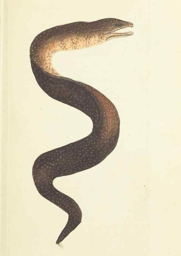 Reproducción/Reproduction 30743168645: The naturalist's miscellany, or Coloured figures of natural objects. London :Printed for Nodder & Co.,1789-1813