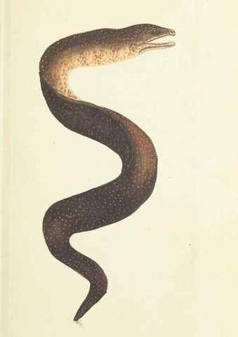 Reproducción/Reproduction 30743168645: The naturalist's miscellany, or Coloured figures of natural objects. London :Printed for Nodder & Co.,1789-1813