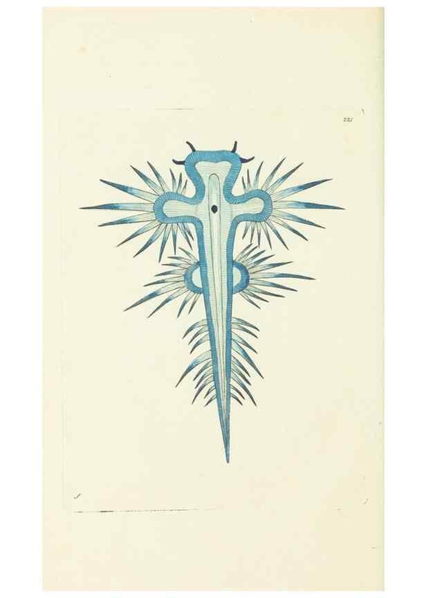 Reproducción/Reproduction 30442715540: The naturalist's miscellany, or Coloured figures of natural objects. London :Printed for Nodder & Co.,1789-1813