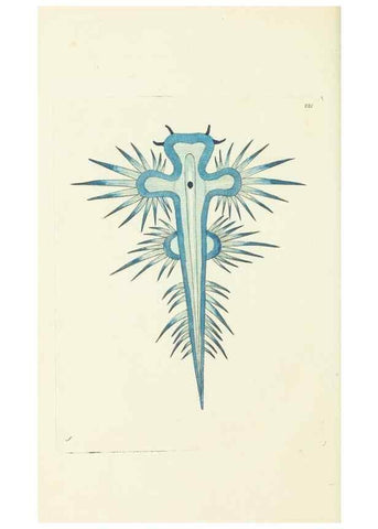 Reproducción/Reproduction 30442715540: The naturalist's miscellany, or Coloured figures of natural objects. London :Printed for Nodder & Co.,1789-1813