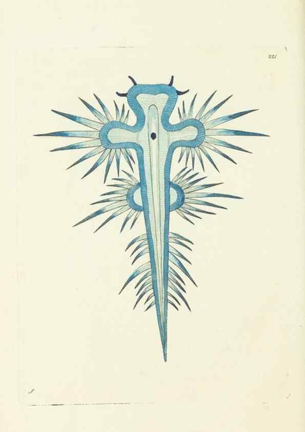 Reproducción/Reproduction 30442715540: The naturalist's miscellany, or Coloured figures of natural objects. London :Printed for Nodder & Co.,1789-1813