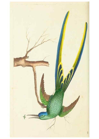 Reproducción/Reproduction 30626512532: The naturalist's miscellany, or Coloured figures of natural objects. London :Printed for Nodder & Co.,1789-1813