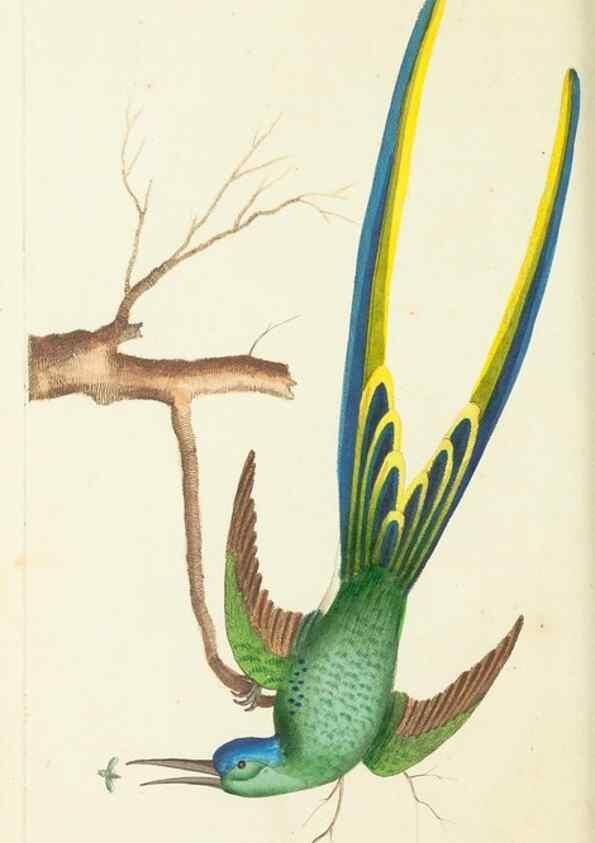 Reproducción/Reproduction 30626512532: The naturalist's miscellany, or Coloured figures of natural objects. London :Printed for Nodder & Co.,1789-1813