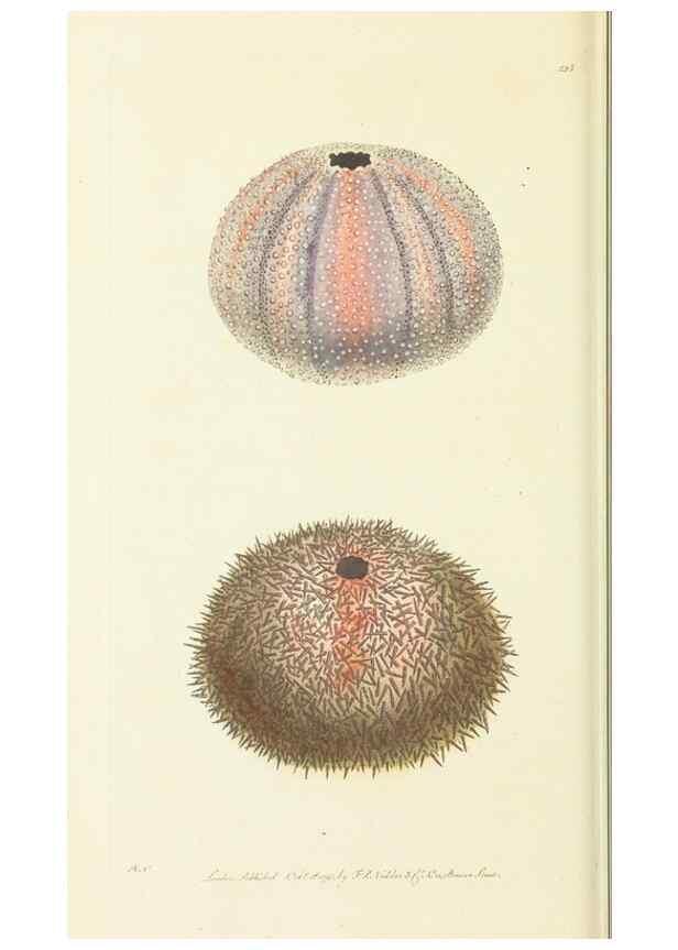Reproducción/Reproduction 30442718450: The naturalist's miscellany, or Coloured figures of natural objects. London :Printed for Nodder & Co.,1789-1813
