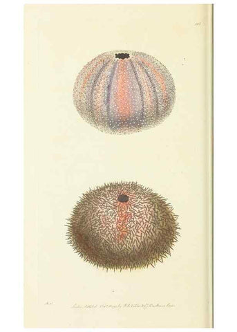 Reproducción/Reproduction 30442718450: The naturalist's miscellany, or Coloured figures of natural objects. London :Printed for Nodder & Co.,1789-1813