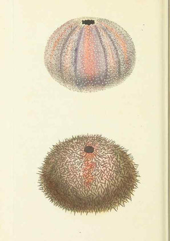 Reproducción/Reproduction 30442718450: The naturalist's miscellany, or Coloured figures of natural objects. London :Printed for Nodder & Co.,1789-1813
