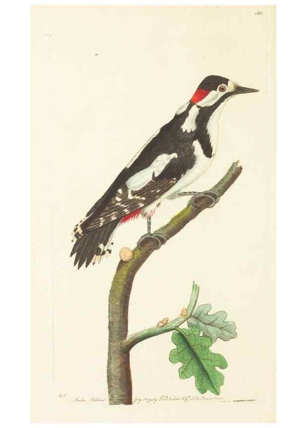 Reproducción/Reproduction 30441989800: The naturalist's miscellany, or Coloured figures of natural objects. London :Printed for Nodder & Co.,1789-1813