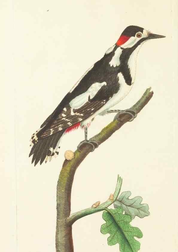 Reproducción/Reproduction 30441989800: The naturalist's miscellany, or Coloured figures of natural objects. London :Printed for Nodder & Co.,1789-1813