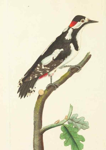 Reproducción/Reproduction 30441989800: The naturalist's miscellany, or Coloured figures of natural objects. London :Printed for Nodder & Co.,1789-1813