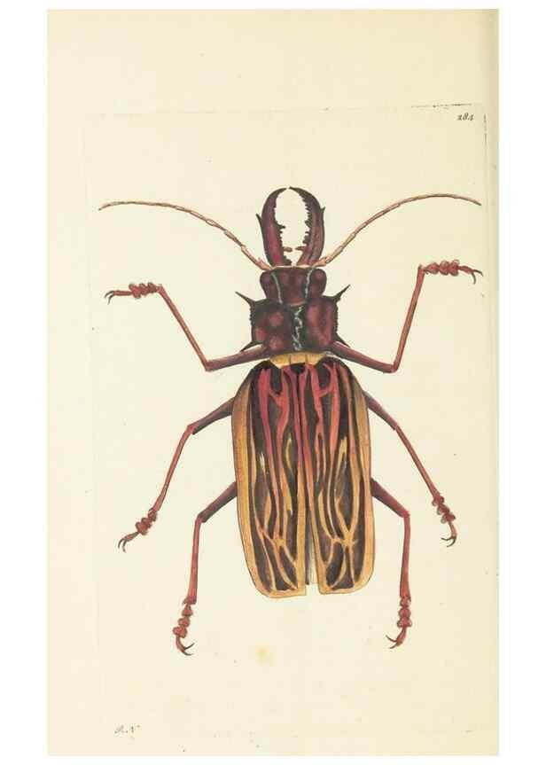 Reproducción/Reproduction 30109170113: The naturalist's miscellany, or Coloured figures of natural objects. London :Printed for Nodder & Co.,1789-1813