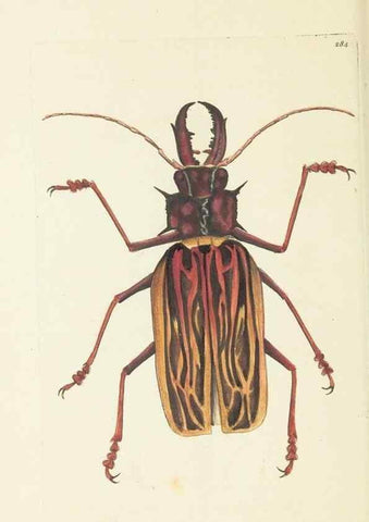 Reproducción/Reproduction 30109170113: The naturalist's miscellany, or Coloured figures of natural objects. London :Printed for Nodder & Co.,1789-1813