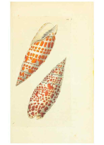 Reproducción/Reproduction 30743215965: The naturalist's miscellany, or Coloured figures of natural objects. London :Printed for Nodder & Co.,1789-1813