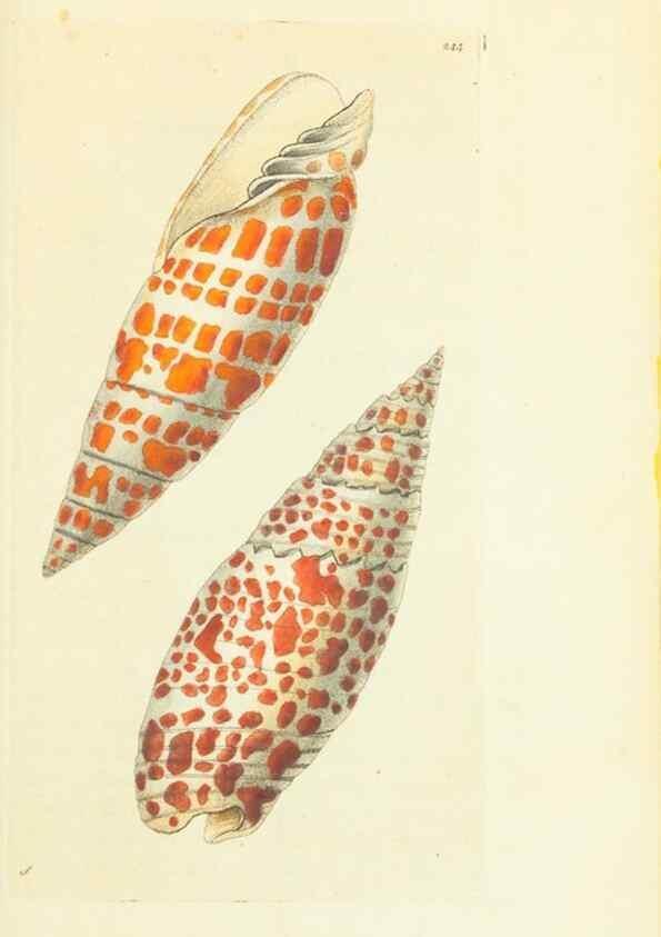 Reproducción/Reproduction 30743215965: The naturalist's miscellany, or Coloured figures of natural objects. London :Printed for Nodder & Co.,1789-1813