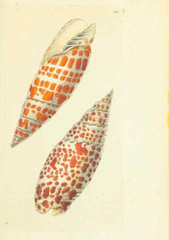 Reproducción/Reproduction 30743215965: The naturalist's miscellany, or Coloured figures of natural objects. London :Printed for Nodder & Co.,1789-1813