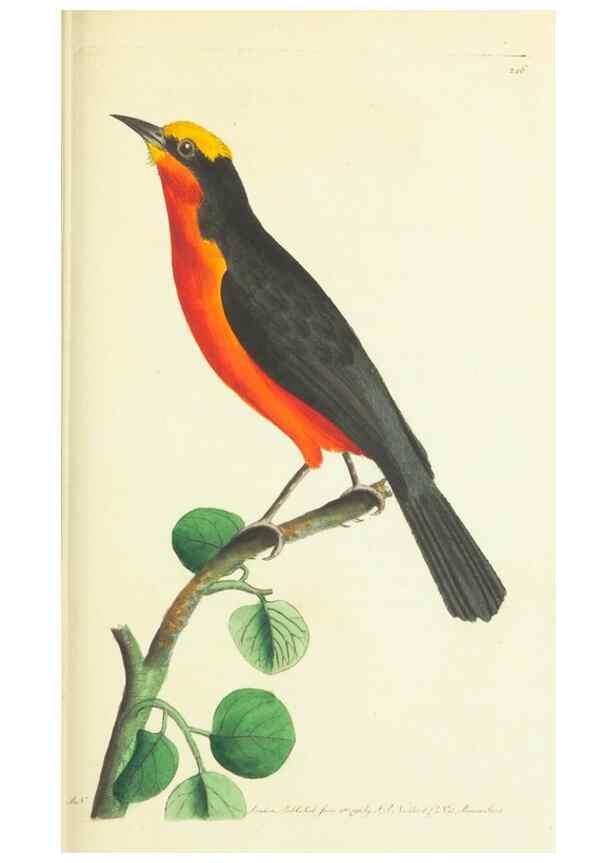 Reproducción/Reproduction 30743220075: The naturalist's miscellany, or Coloured figures of natural objects. London :Printed for Nodder & Co.,1789-1813